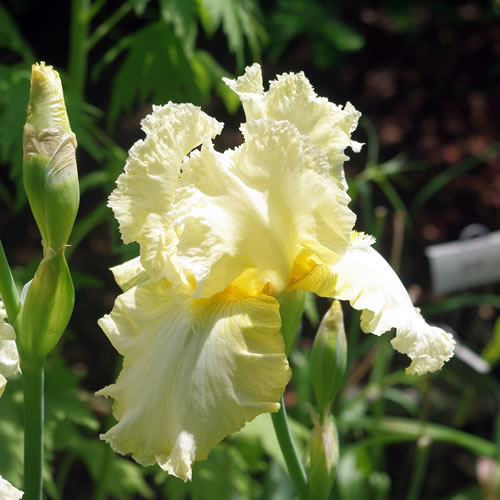 Iris germanica Elegant Impressions
